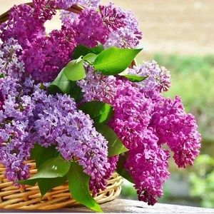 Meet your Posher, Suni